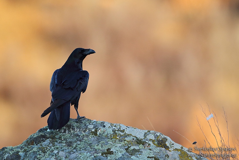 Photo of Birds, Crows, Starlings & others, Common Raven, Corvus corax