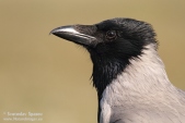 Снимка на Сива врана, Corvus corone cornix