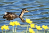 Photos of Divers & Grebes