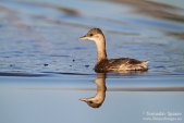 Photos of Divers & Grebes