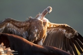 Снимка на Белоглав лешояд, Gyps fulvus