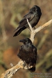 Photos of Crows, Starlings & others