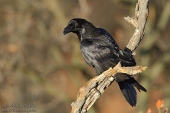 Photos of Crows, Starlings & others