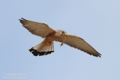 Снимка на Белошипа ветрушка, Falco naumanni