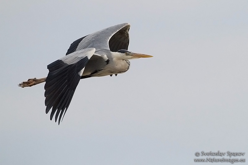 Photo of Birds, Storks & Herons, Grey Heron, Ardea cinerea
