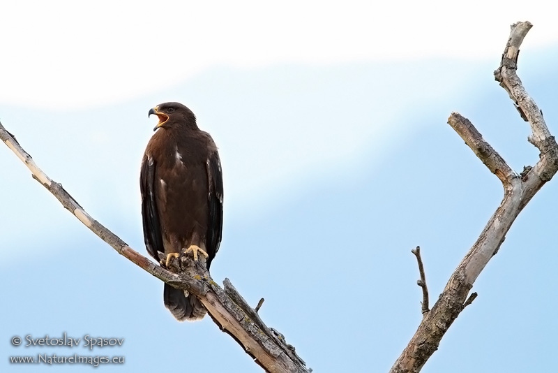 Снимка на Птици, Хищни птици, Малък креслив орел, Aquila pomarina