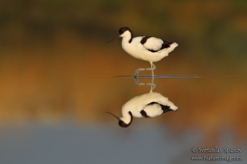 Снимка на Птици, Дъждосвирци, Саблеклюн, Recurvirostra avosetta