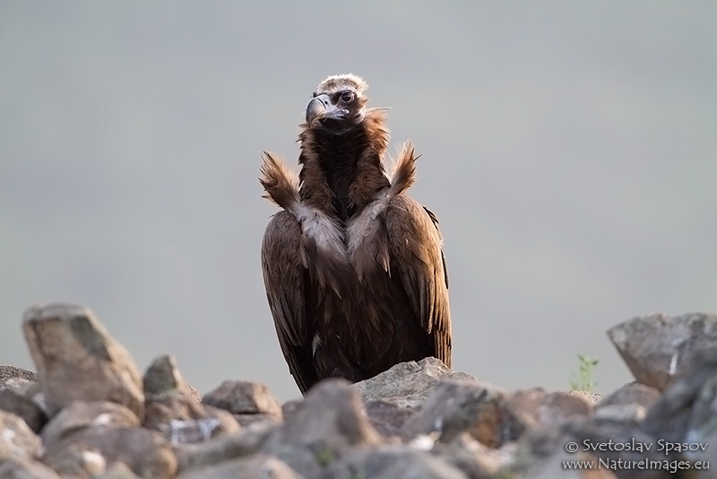 Photo of Birds, Birds of Prey, Cinereous Vulture, Aegypius monachus