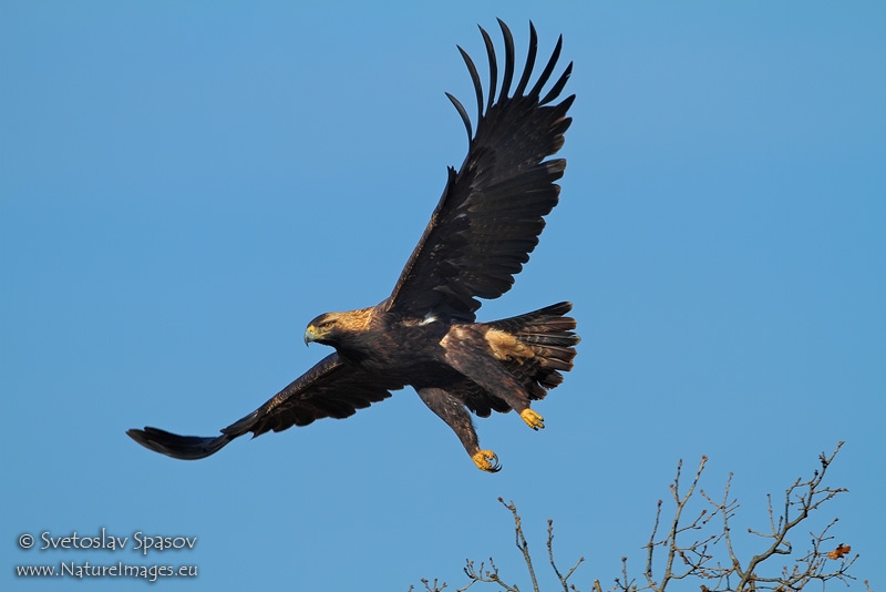 Снимка на Птици, Хищни птици, Царски орел, Aquila heliaca