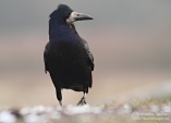 Снимка на Посевна врана, Corvus frugilegus