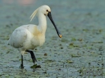 Photos of Spoonbills, Flamingos & others