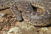 Снимка на Змии