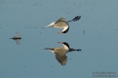 Photos of Gulls, Terns & Auks