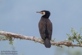 Photo of Great Cormorant, Phalacrocorax carbo