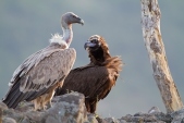 Photo of Cinereous Vulture, Aegypius monachus