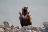 Photo of Cinereous Vulture, Aegypius monachus