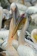 Photo of White Pelican, Pelecanus onocrotalus