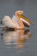 Photo of White Pelican, Pelecanus onocrotalus