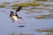 Photo of Black Stork, Ciconia nigra