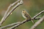 Photo of Pipits & Wagtails