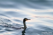Photos of Pelicans & cormorants