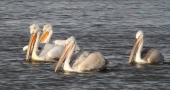 Video of Pelicans & cormorants