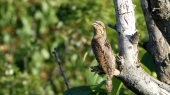 Video of Woodpeckers & Swifts