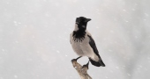 Video of Crows, Starlings & others