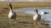 Video of Geese, Ducks & others