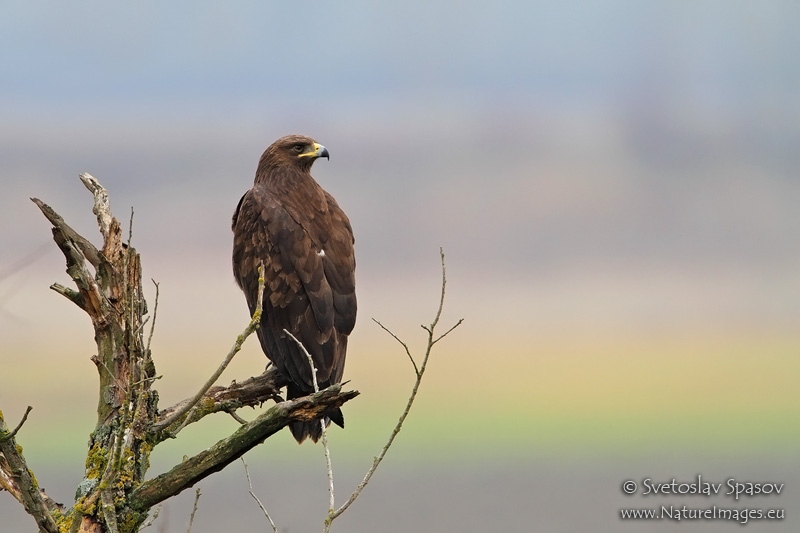 Снимка на Птици, Хищни птици, Голям креслив орел, Aquila clanga